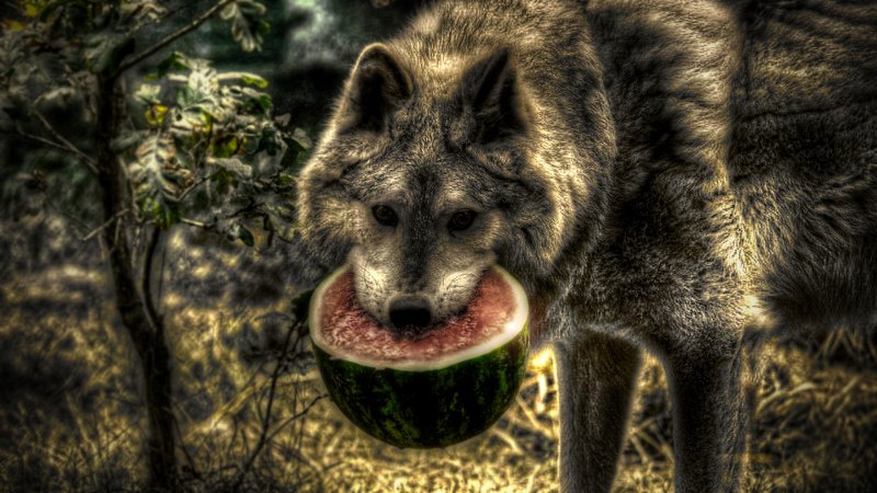 Ms wolf. Волк с арбузом. Волчий Арбуз. Волк ест Арбуз. Смешной волк.