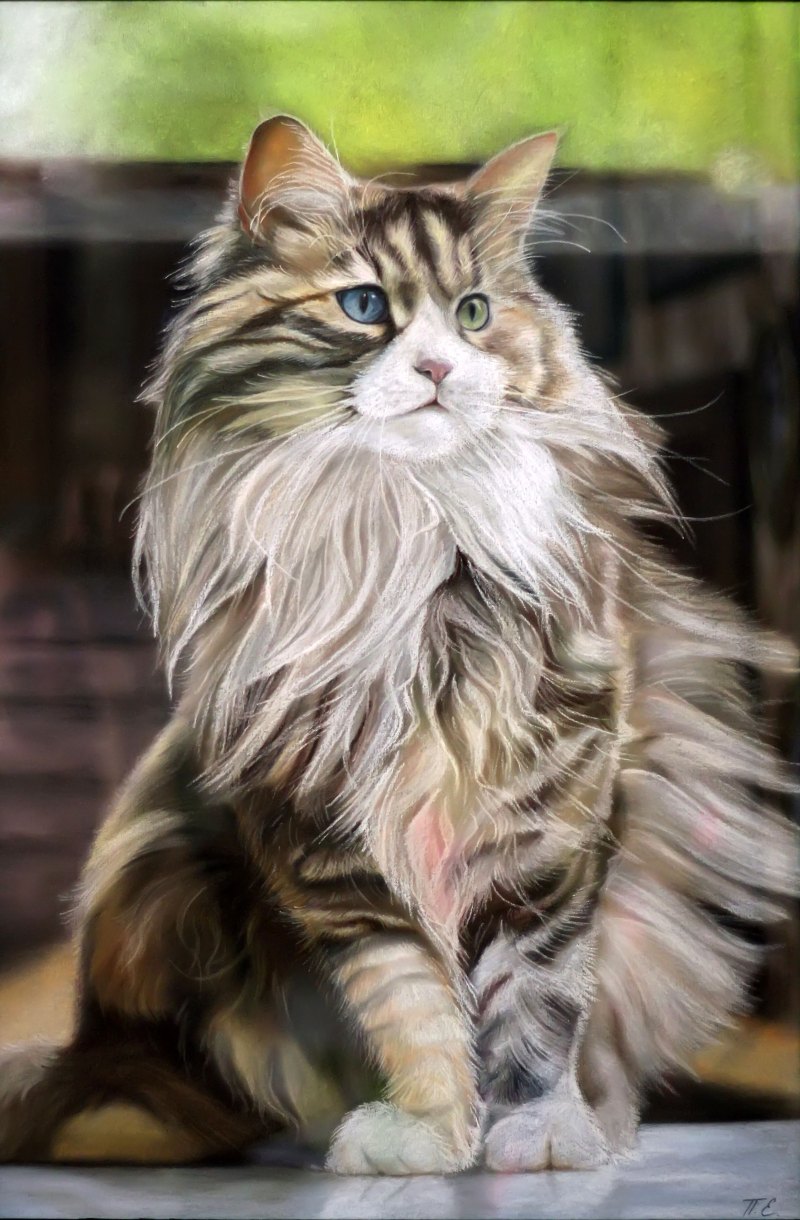 Кот Мейн кун арт