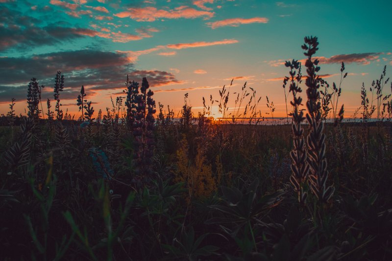 Лето Эстетика закат