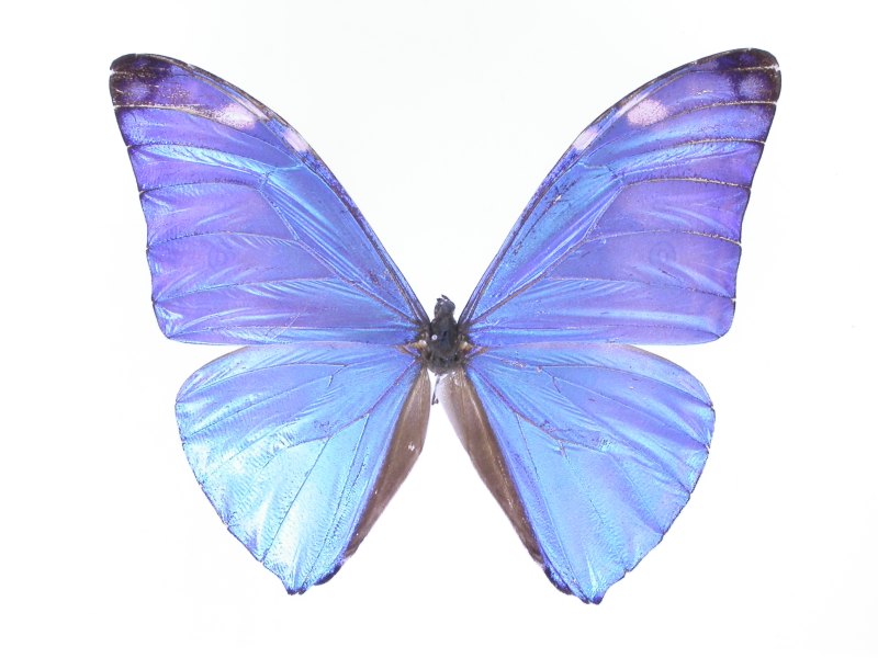 Morpho rhodopteron