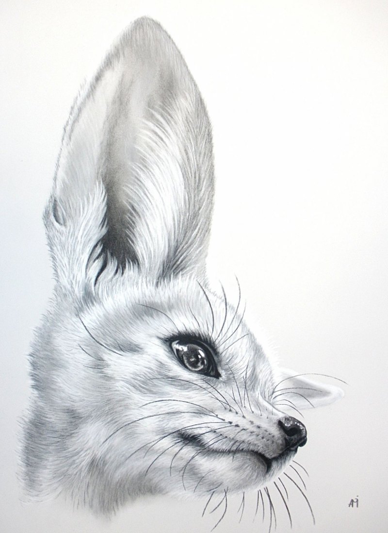Fennec Fox рисунок