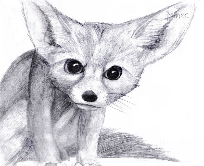 Фенек для срисовки