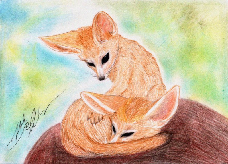 Фенек карандашом цветным