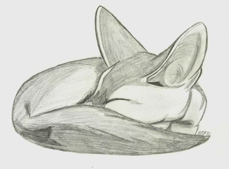 Фенек рисунок карандашом