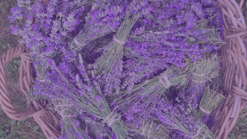 Лаванда Стрючкова