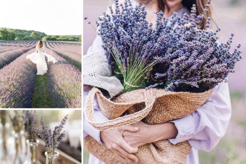 Лаванда в руках