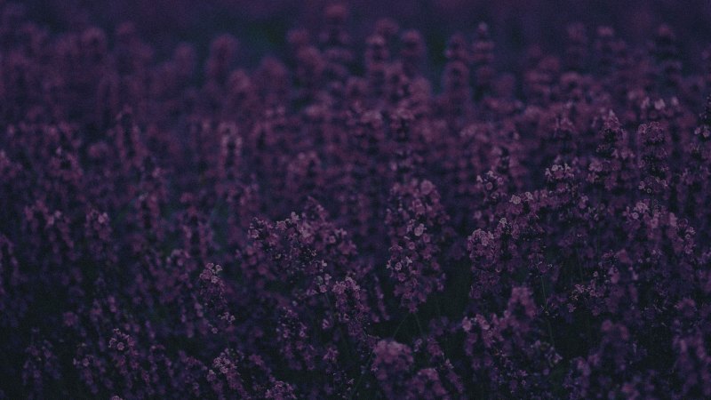 Темно фиолетовые растения