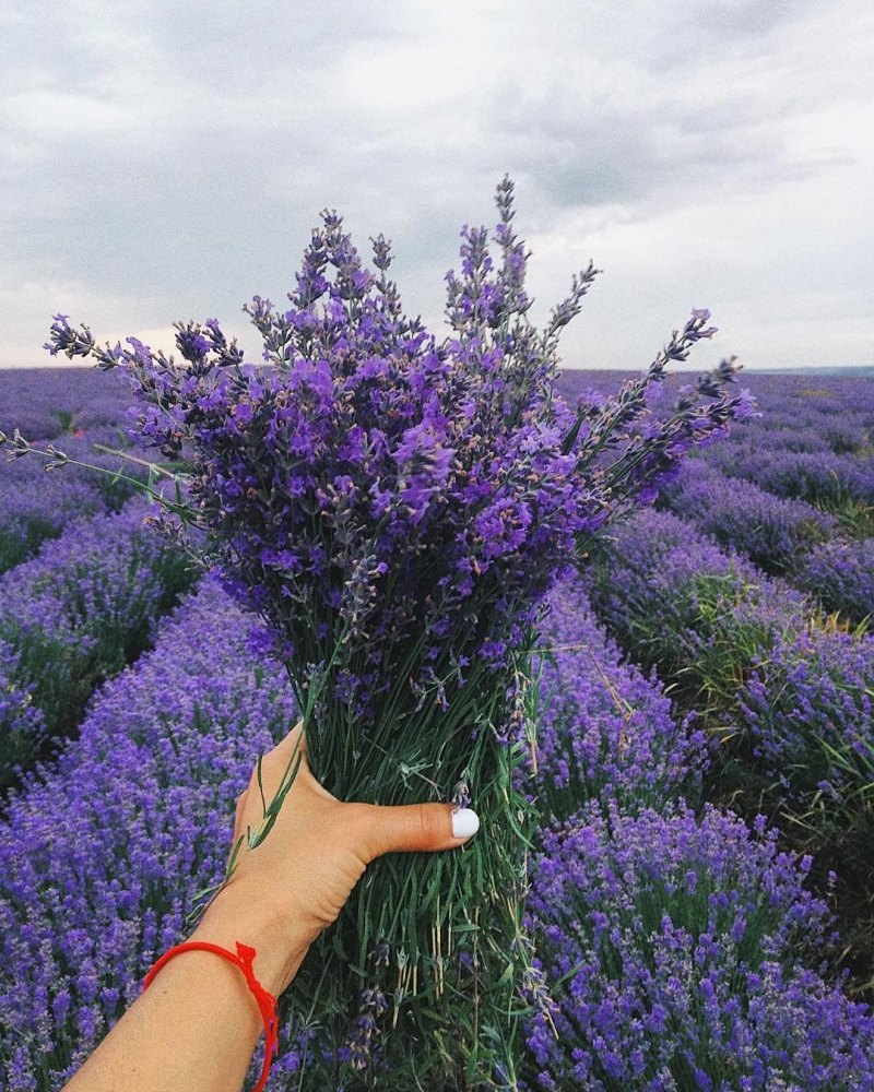 Лавандовые поля в Молдавии