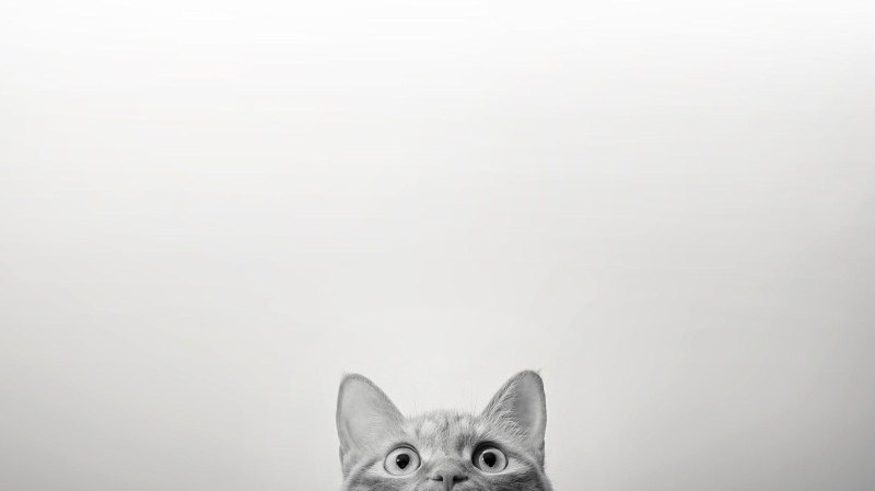 Кошка выглядывает