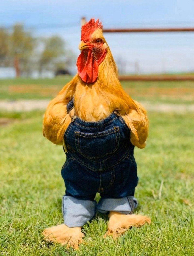 Смешной петушок