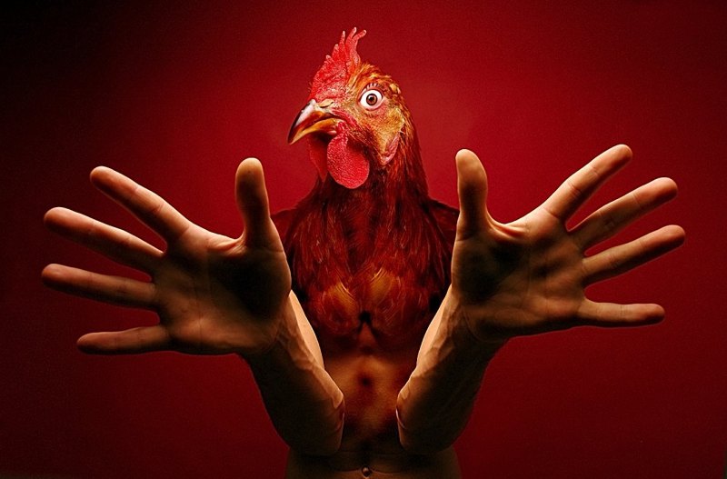 Злая курица