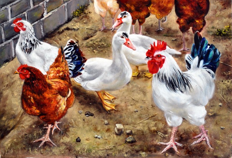 Курица белая живопись