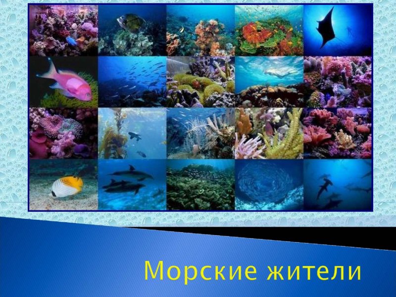 Презентация подводный мир для дошкольников презентация