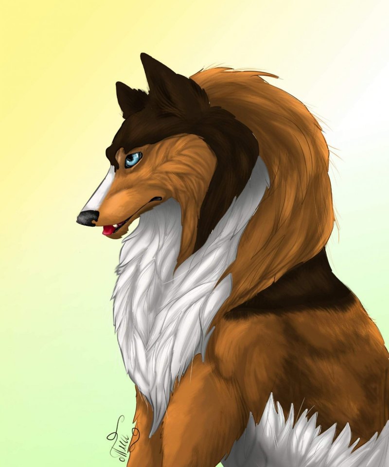 Шотландская овчарка фурри