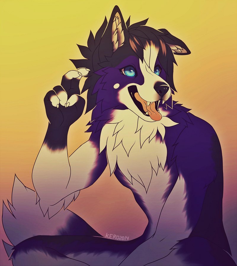 Бордер колли фурри арт