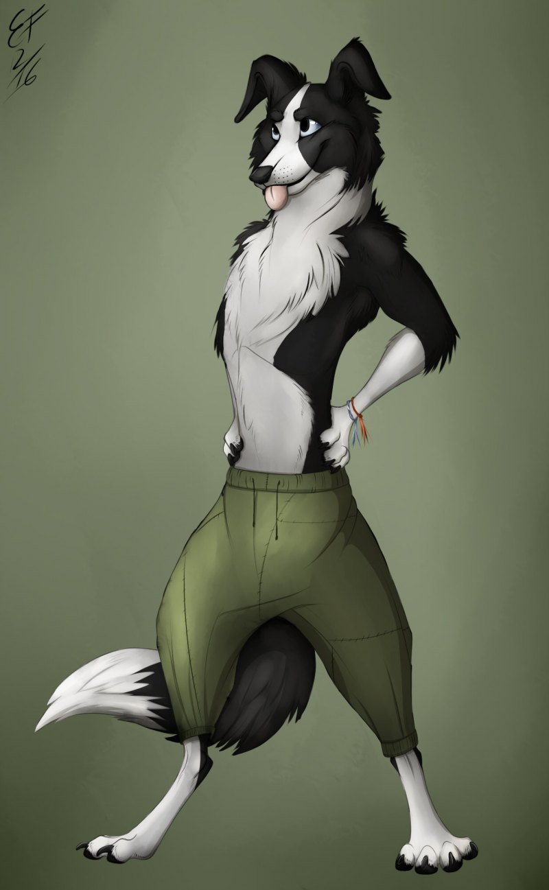 Бордер колли фурри