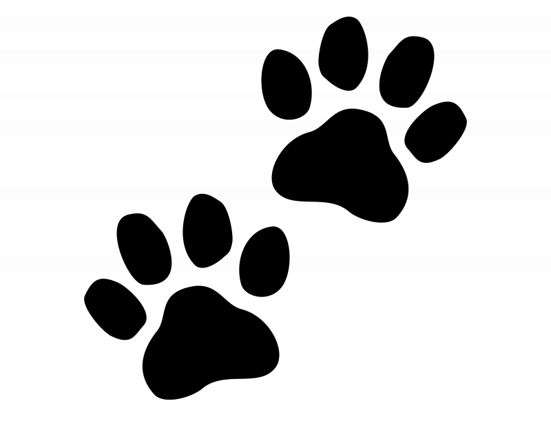 Следы кошки