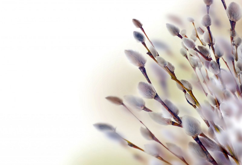 Верба картинки на рабочий стол