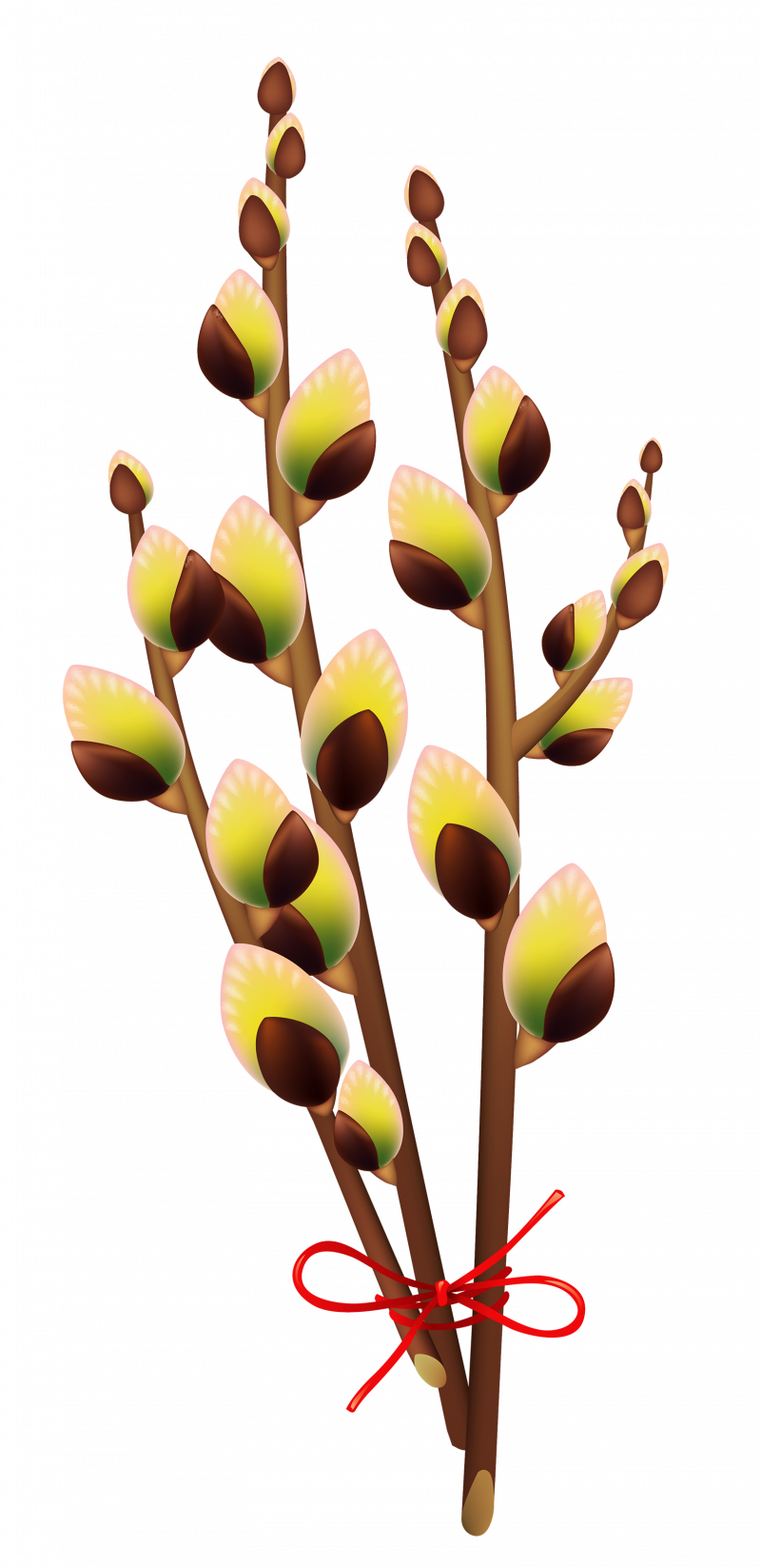 Ветка вербы