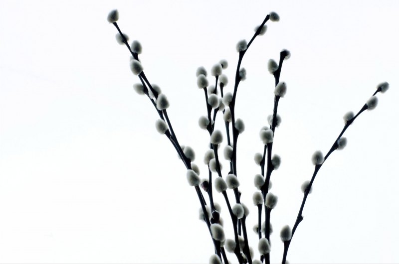 Веточка вербы