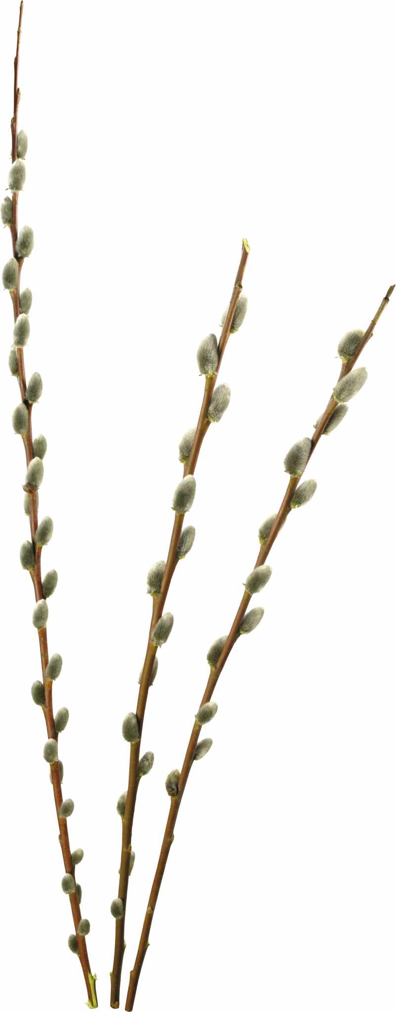 Веточка вербы