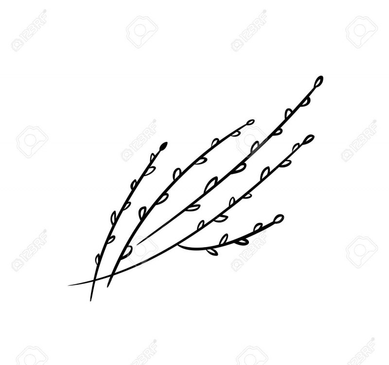 Ветка вербы