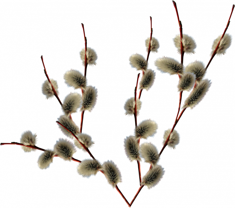 Веточка вербы