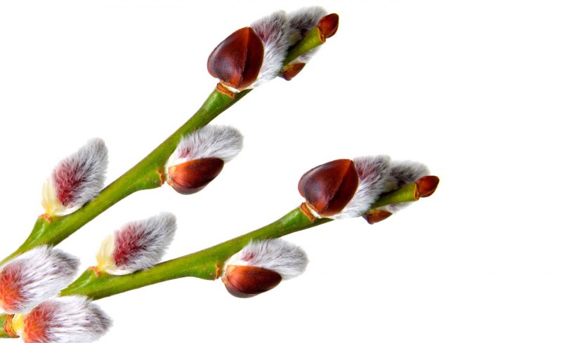 Веточка вербы