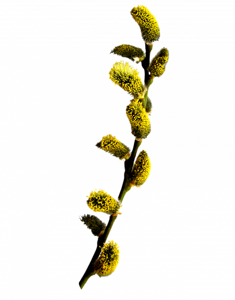 Веточка вербы на белом фоне