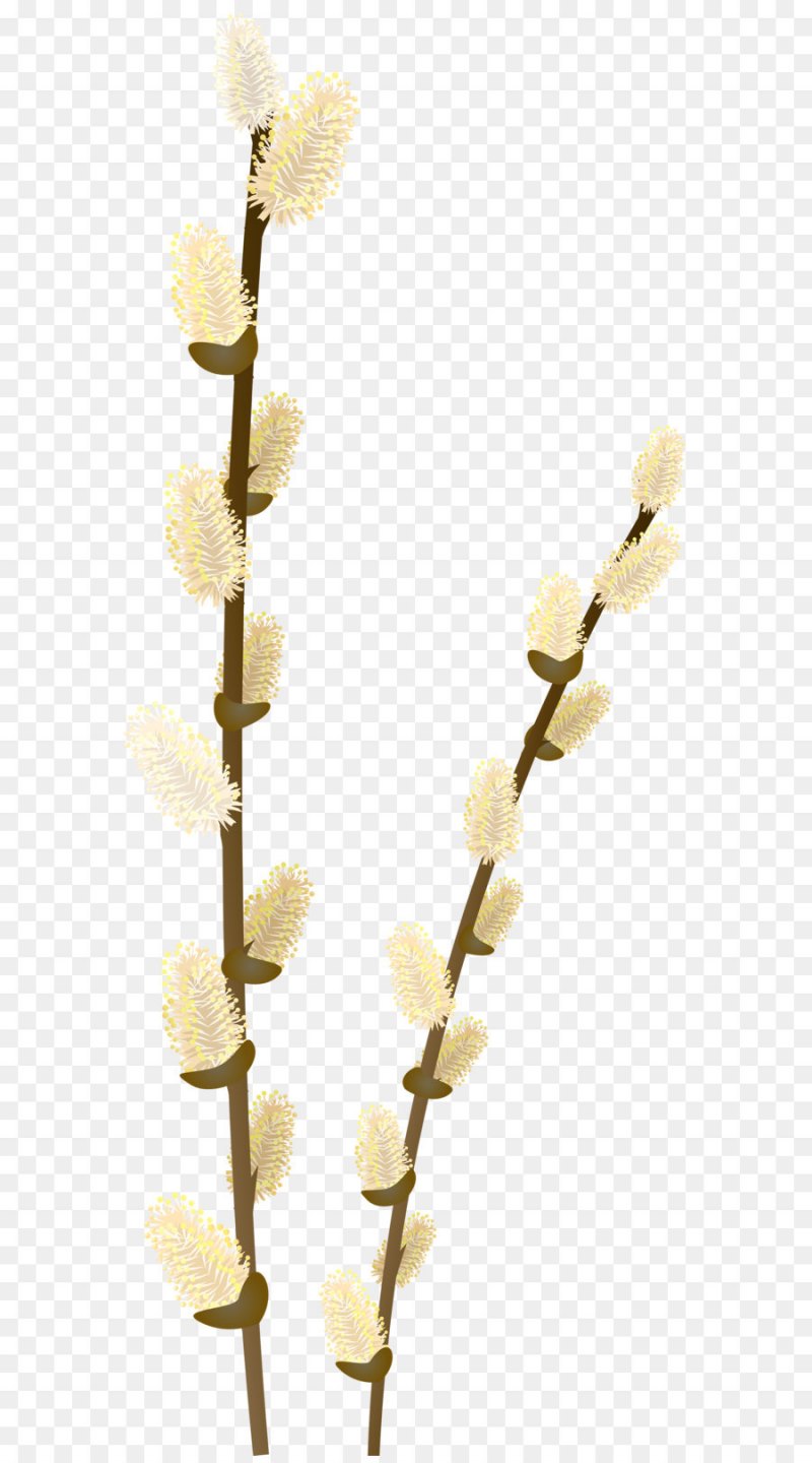 Ветка вербы на белом фоне