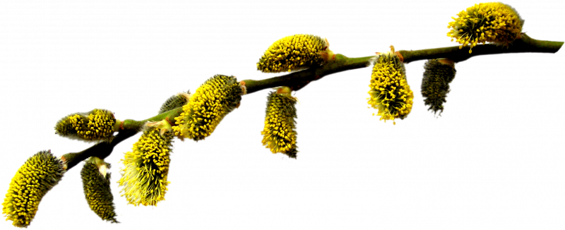 Ветка вербы на белом фоне