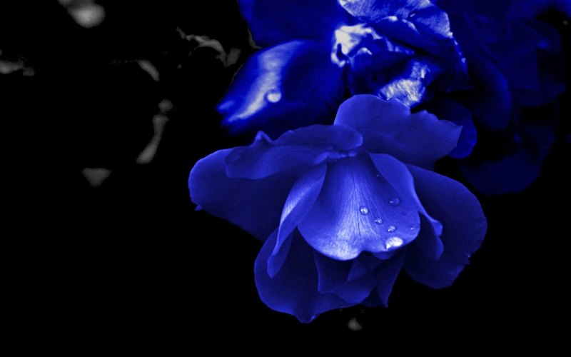Тёмно синие цветы