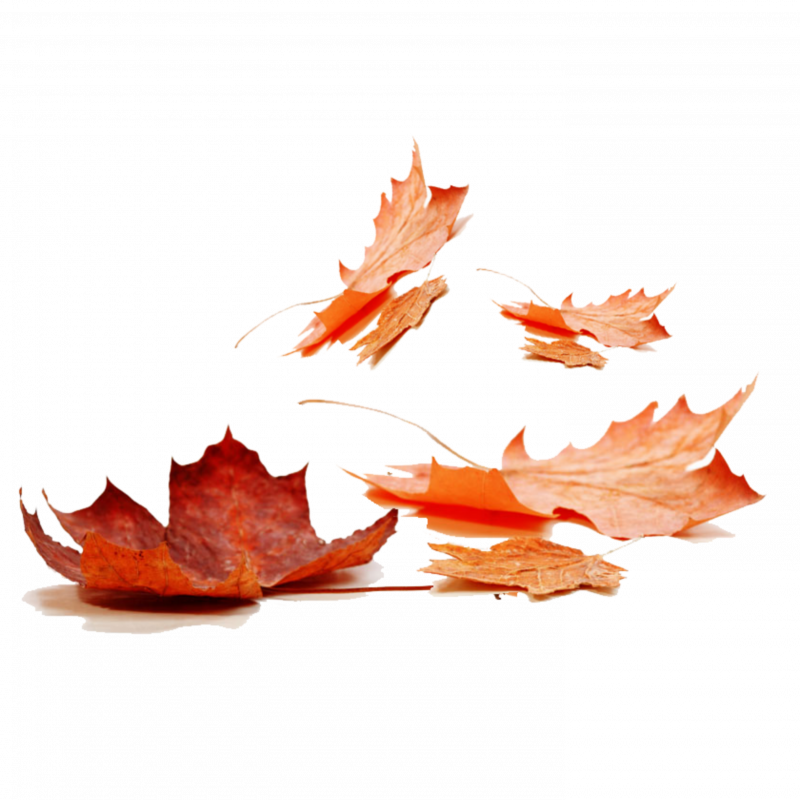 Гиф листья падают на прозрачном фоне