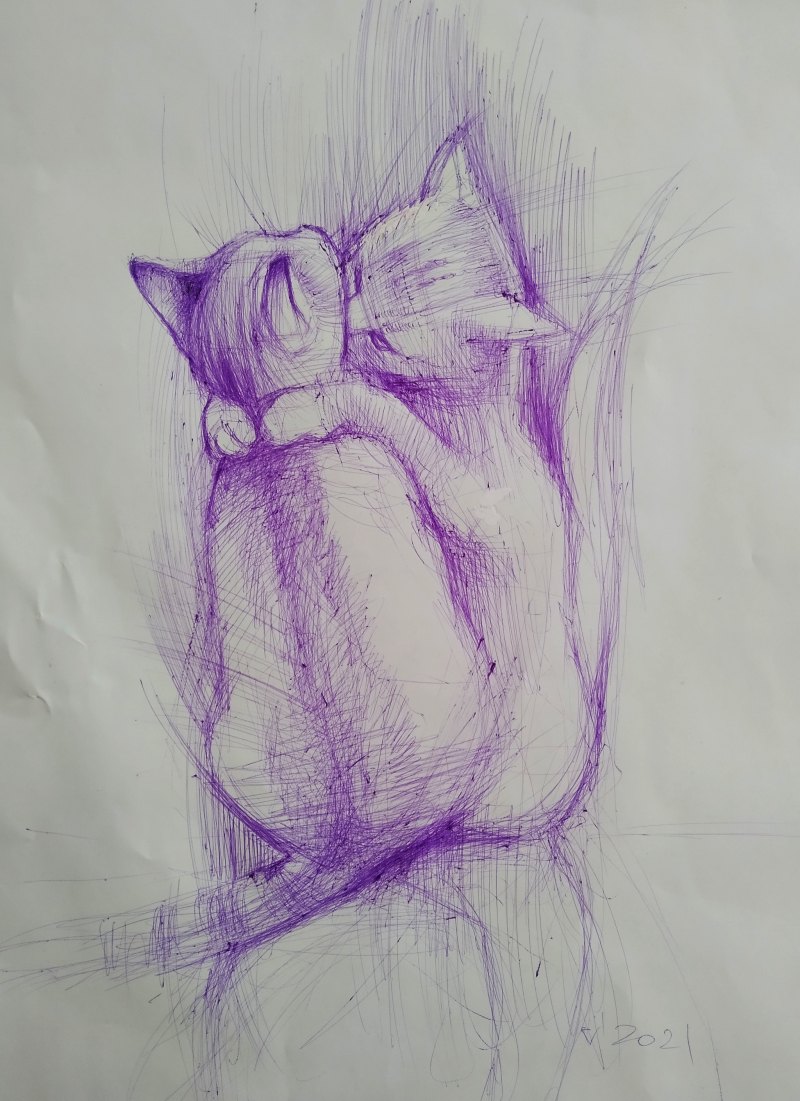 Фото кота скетч