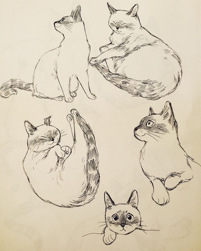Наброски кошек