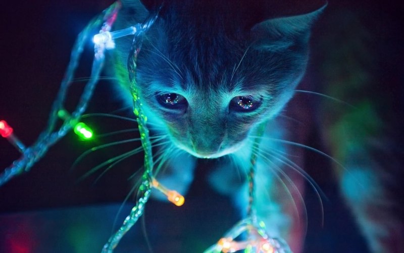 Неоновые коты с прозрачным слоем