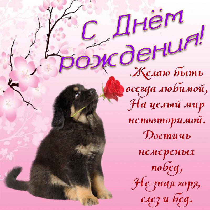 Поздравления с днём рождения с собачками
