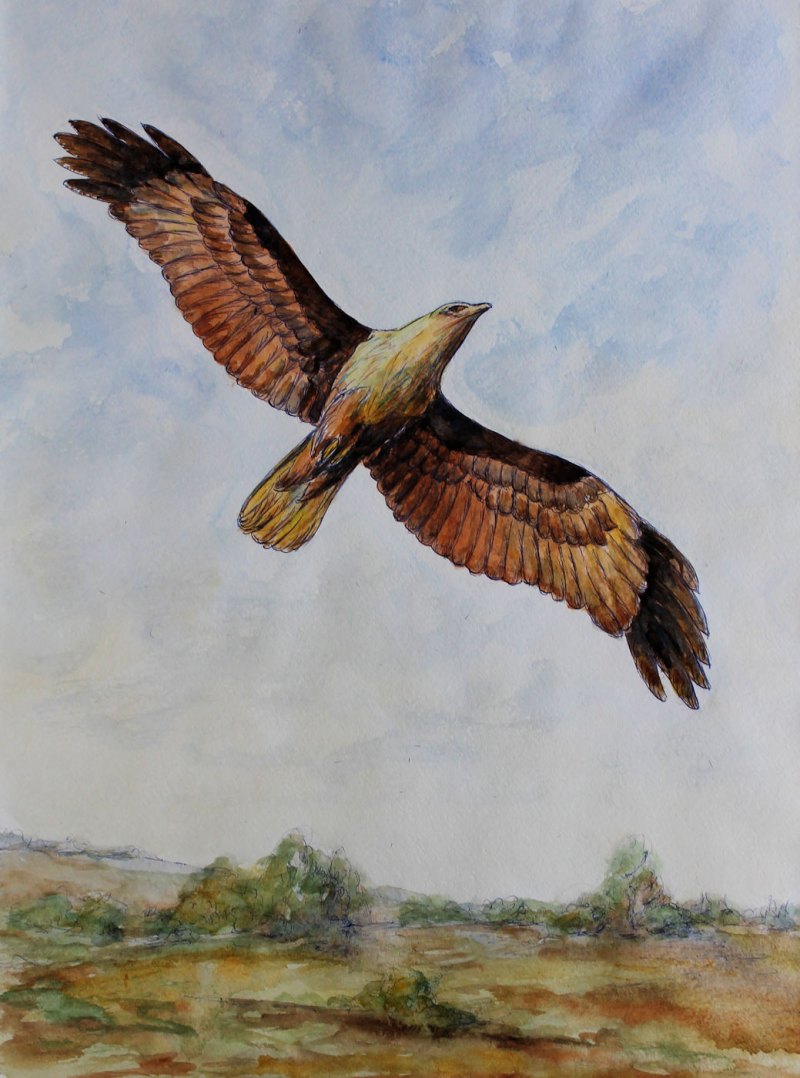 Картины птицы в полете