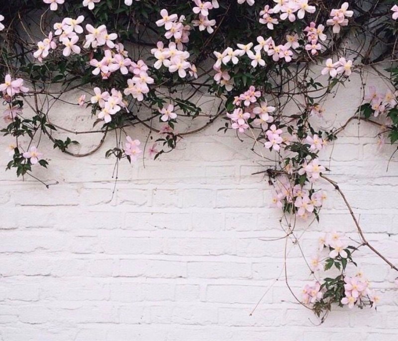 Эстетика розового и белого цвета