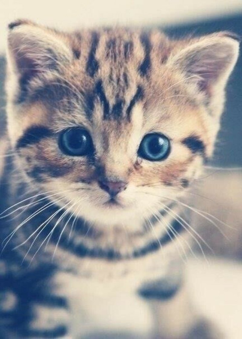 Милый кот на аву