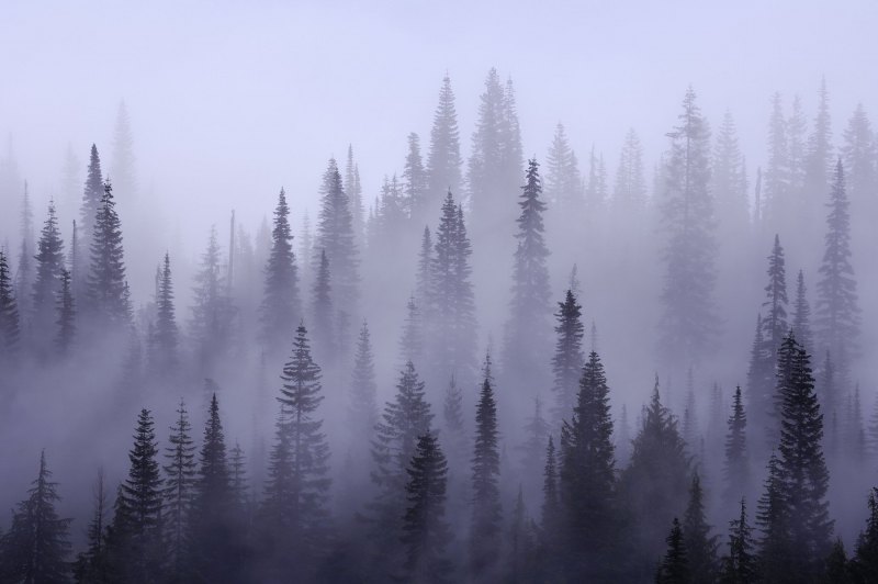 Ели в тумане