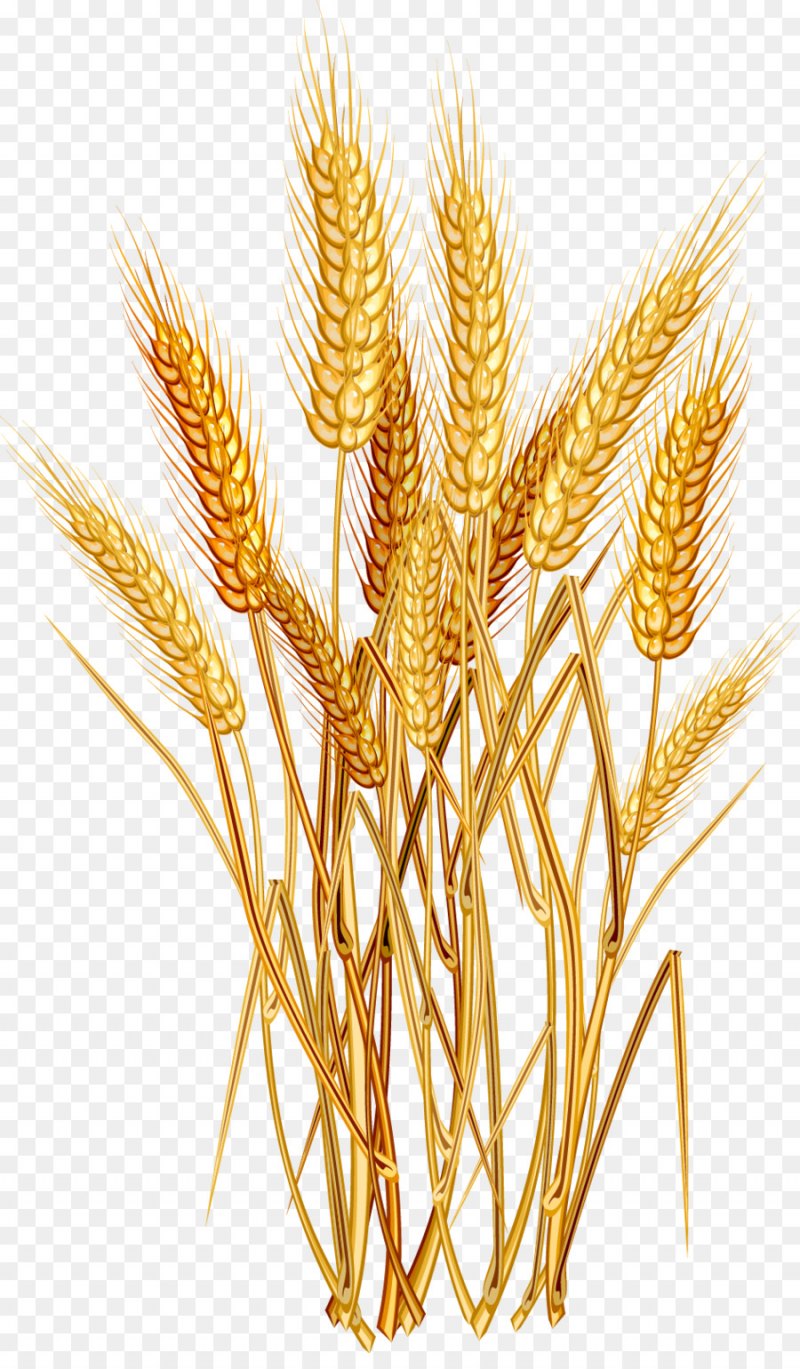 Пшеница Эммер