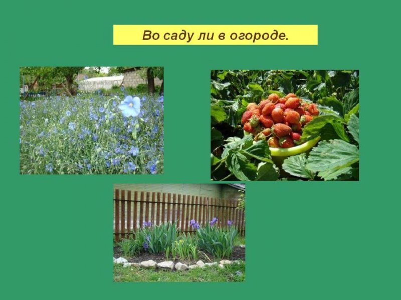 Огород для детей на прозрачном фоне