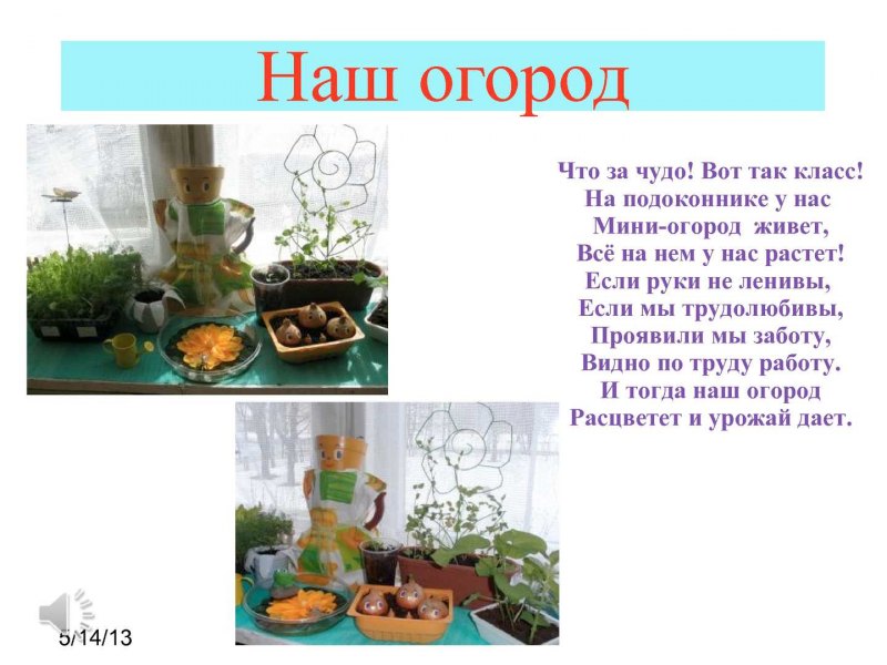 Огород на подоконнике