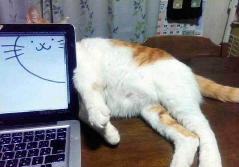 Коты программисты