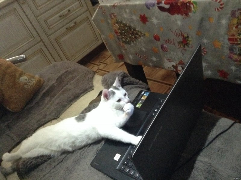 Смешные коты до слёз