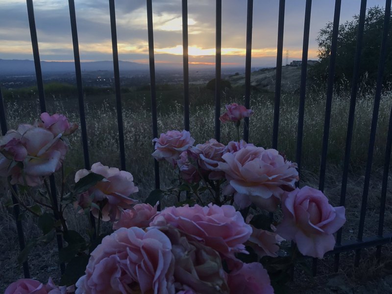 Цветы Эстетика