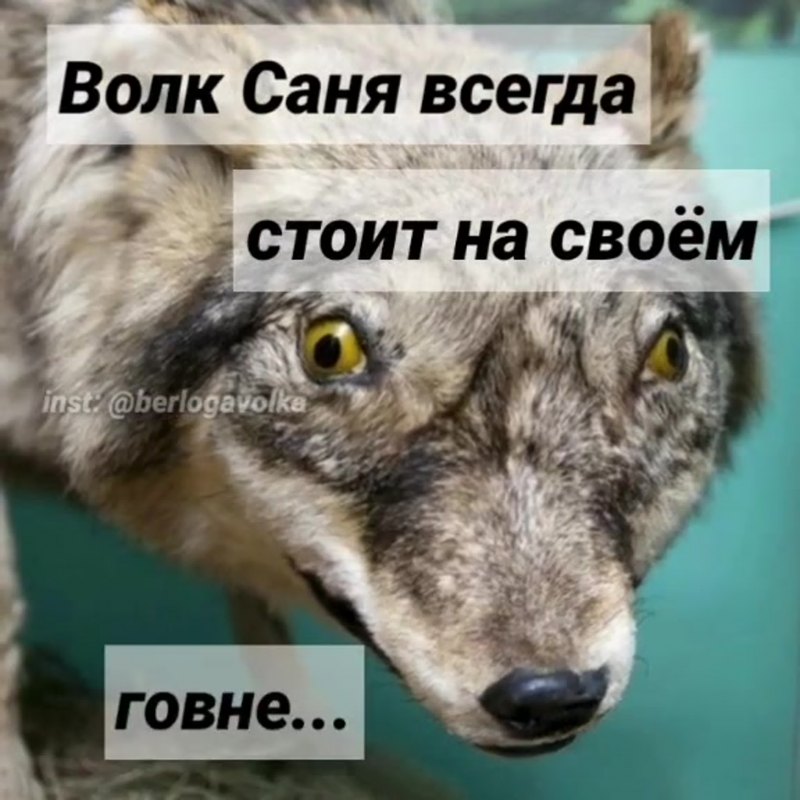Цитаты волка
