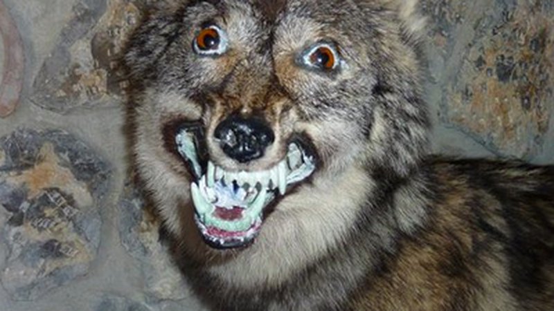 Упоротый волк