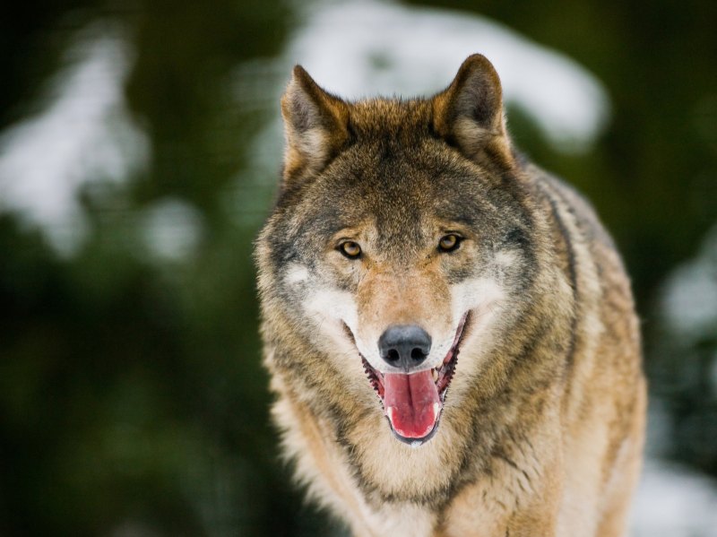 Надутый волк